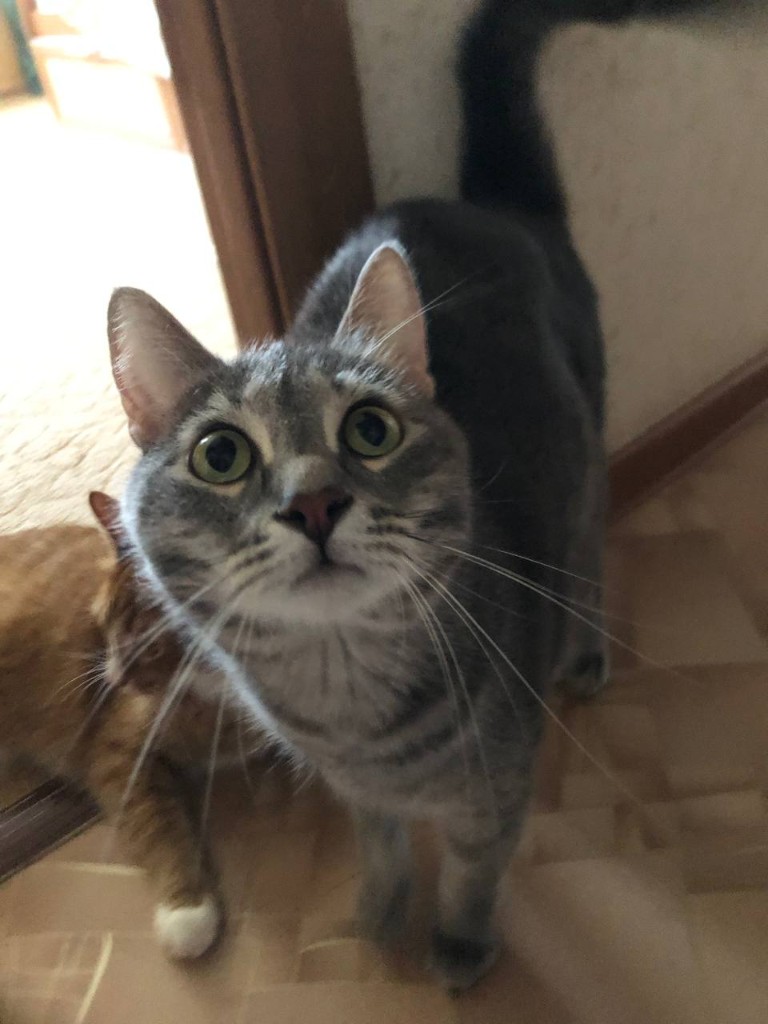 Котики дома